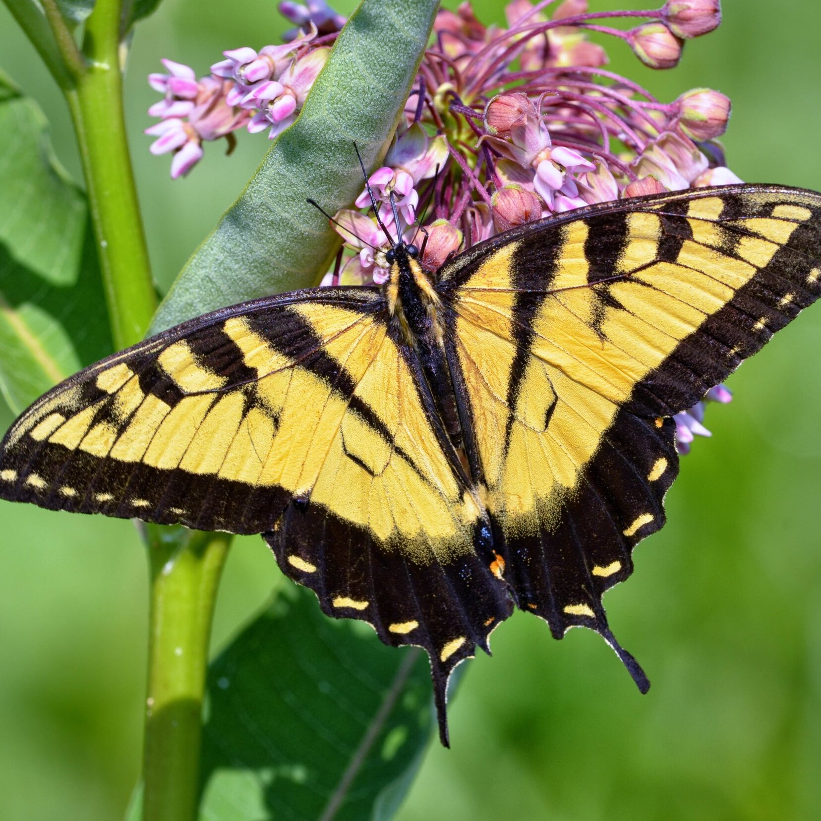 C.P.A. Series - All About Butterflies & Moths with Sharon Mammoser - logo